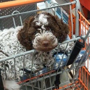 Meet your Posher, Kim